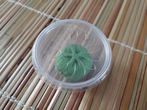 Wasabi k boxu #385